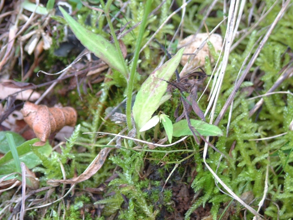 Campanula rapunculus